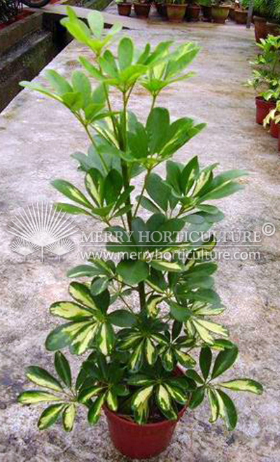 Schefflera arboricola var